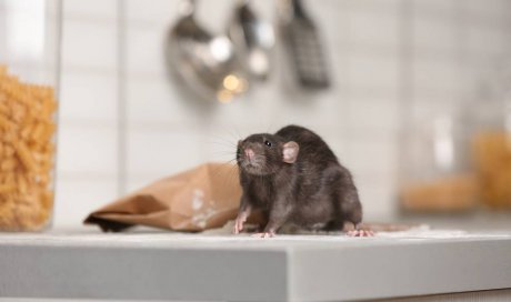 Se débarrasser d'une invasion de rats dans un immeuble - Saint-Malo - RNB